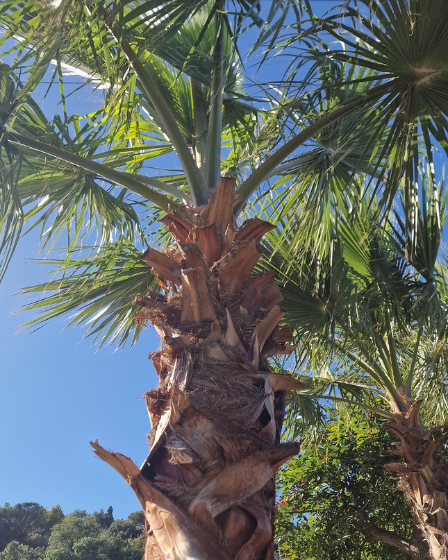 Palmier couché washingtonia robusta nettoyé - 5 mètres