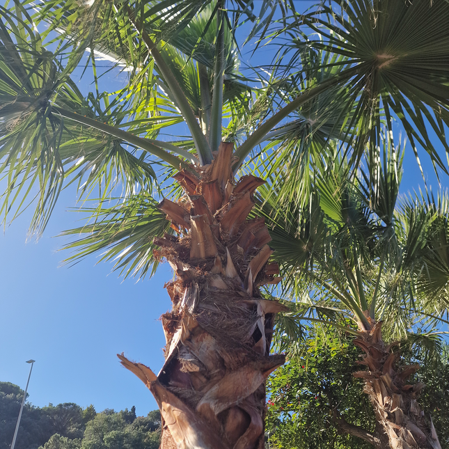 Palmier couché washingtonia robusta nettoyé - 5 mètres