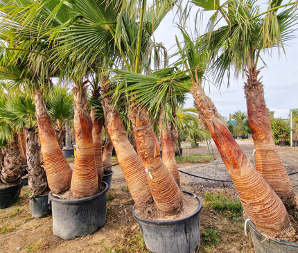 Palmier washingtonia Robusta 3 Stipes "tronc rasé" à croissance rapide - Hauteur 2 mètres