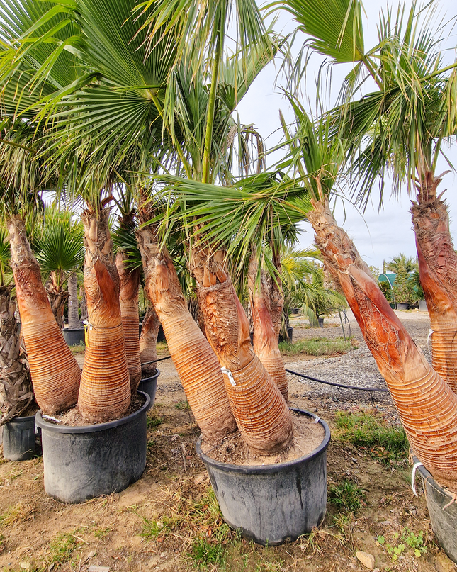 Palmier washingtonia Robusta 3 Stipes "tronc rasé" à croissance rapide - Hauteur 2 mètres
