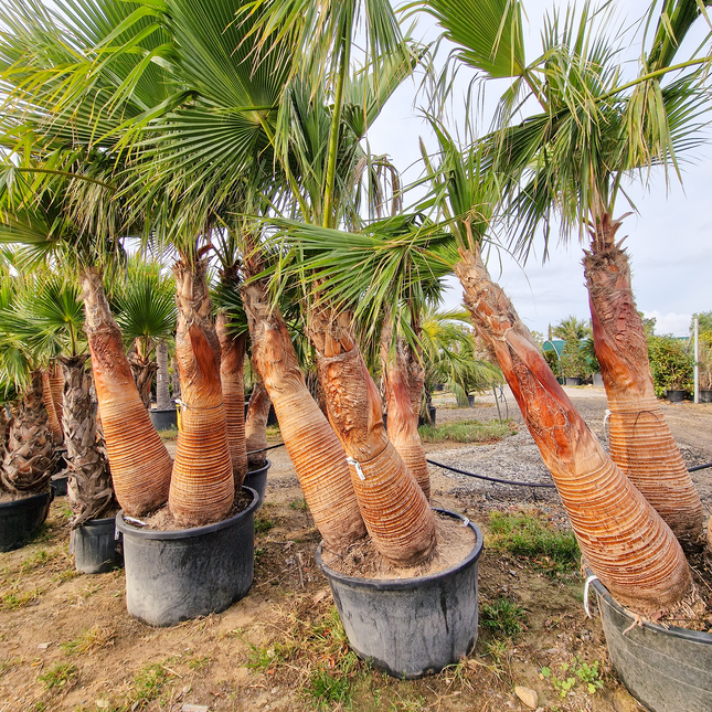 Palmier washingtonia Robusta 3 Stipes "tronc rasé" à croissance rapide - Hauteur 2 mètres
