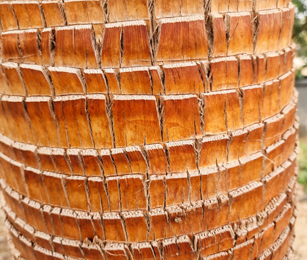 Palmier washingtonia Robusta 3 Stipes "tronc rasé" à croissance rapide - Hauteur 2 mètres