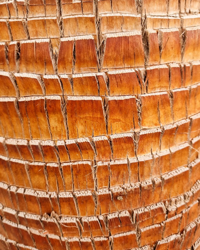 Palmier washingtonia Robusta 3 Stipes "tronc rasé" à croissance rapide - Hauteur 2 mètres