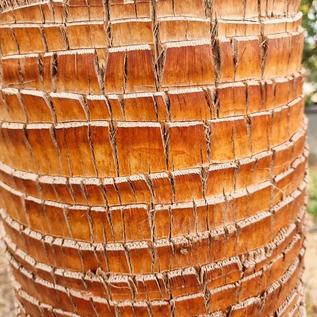 Palmier washingtonia Robusta 3 Stipes "tronc rasé" à croissance rapide - Hauteur 2 mètres