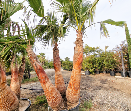Palmier washingtonia Robusta 3 Stipes "tronc rasé" à croissance rapide - Hauteur 2 mètres
