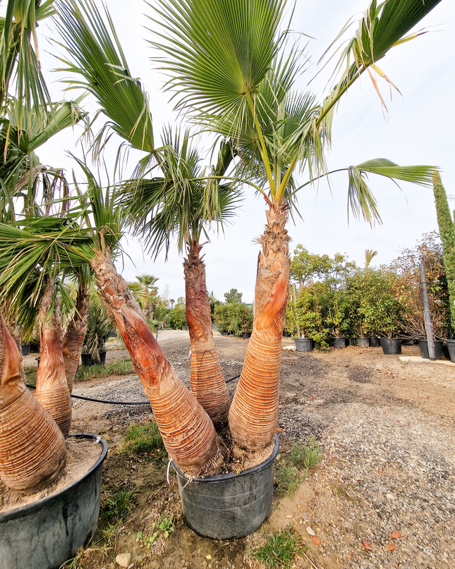 Palmier washingtonia Robusta 3 Stipes "tronc rasé" à croissance rapide - Hauteur 2 mètres