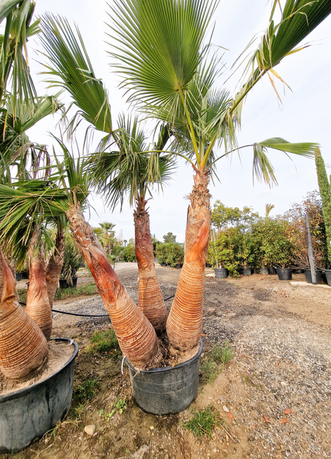 Palmier washingtonia Robusta 3 Stipes "tronc rasé" à croissance rapide - Hauteur 2 mètres