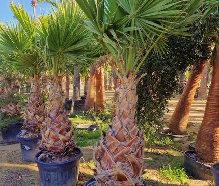 Palmier Washingtonia Robusta - Stipe 110 cm