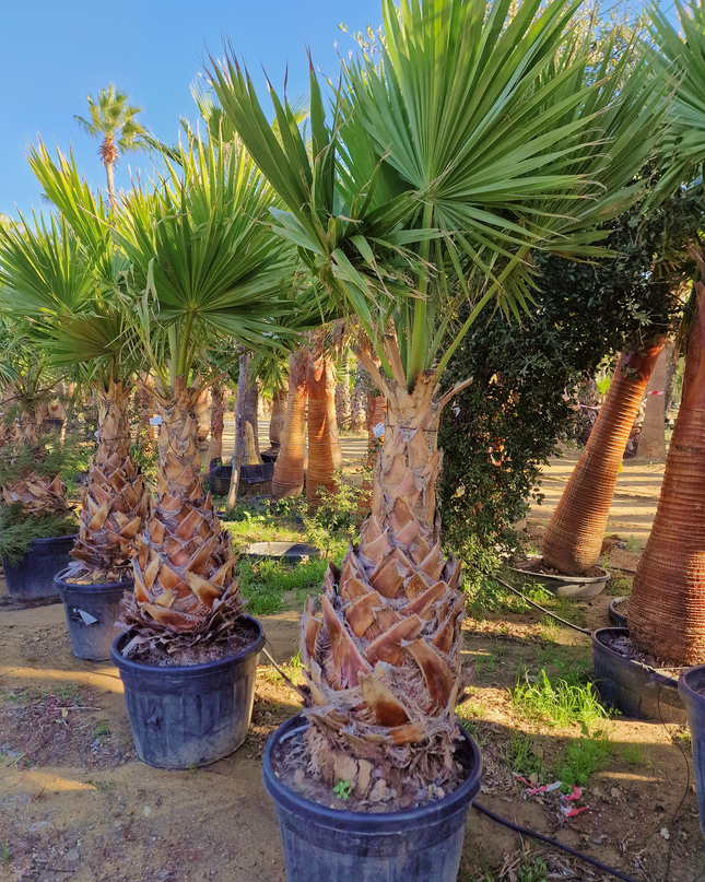 Palmier Washingtonia Robusta - Stipe 110 cm