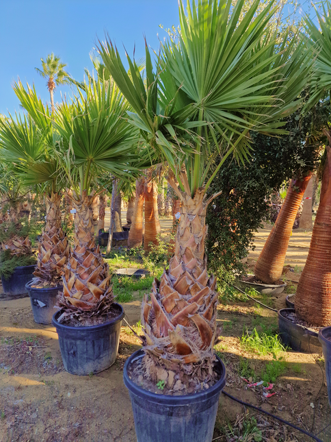 Palmier Washingtonia Robusta - Stipe 110 cm