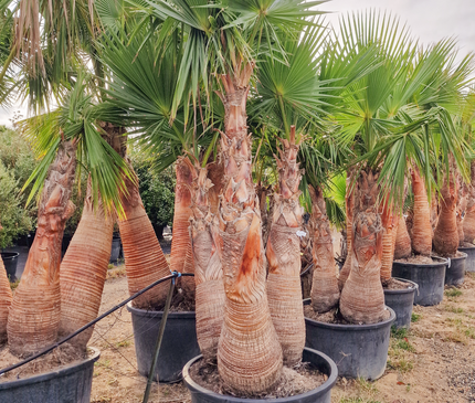 Palmier washingtonia Robusta 3 Stipes "tronc rasé" à croissance rapide - Hauteur 2 mètres