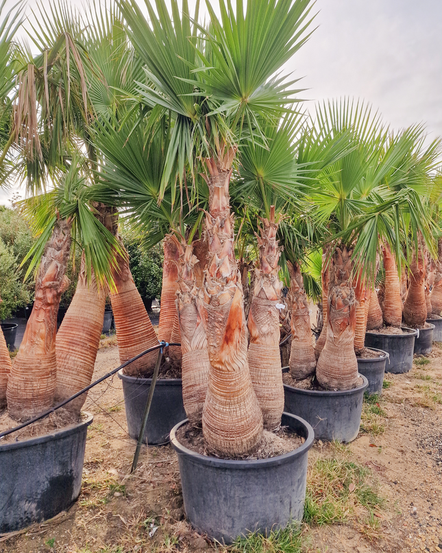 Palmier washingtonia Robusta 3 Stipes "tronc rasé" à croissance rapide - Hauteur 2 mètres