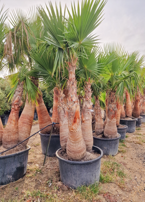 Palmier washingtonia Robusta 3 Stipes "tronc rasé" à croissance rapide - Hauteur 2 mètres