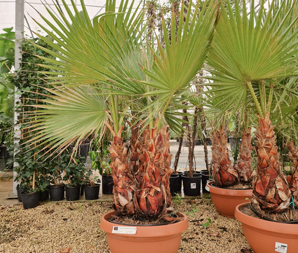 Palmier Washingtonia robusta – 3 troncs – Stipe 40/60 cm - palmier à croissance rapide