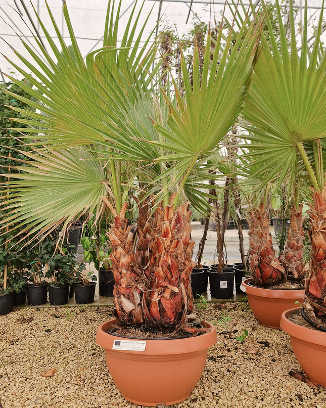 Palmier Washingtonia robusta – 3 troncs – Stipe 40/60 cm - palmier à croissance rapide