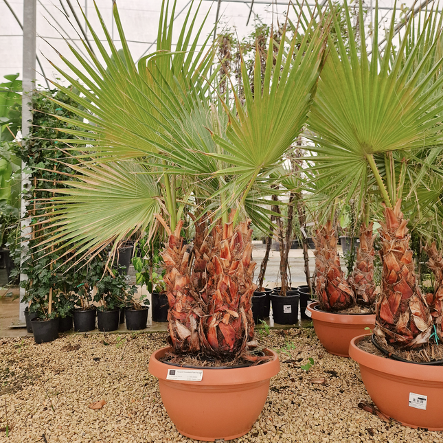 Palmier Washingtonia robusta – 3 troncs – Stipe 40/60 cm - palmier à croissance rapide