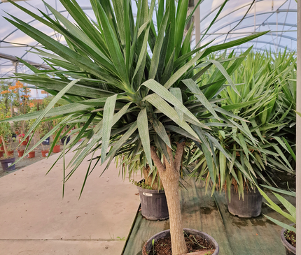 Yucca elephantipes – Hauteur 175 cm