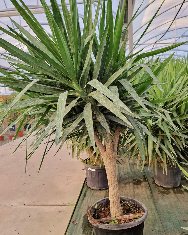 Yucca elephantipes – Hauteur 175 cm