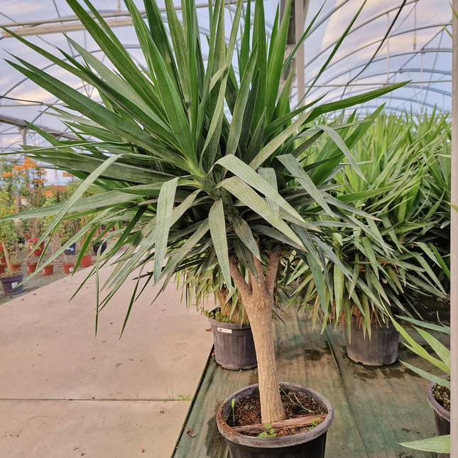 Yucca elephantipes – Hauteur 175 cm
