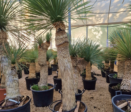 Yucca rostrata - tronc de 120 à 140 centimètres