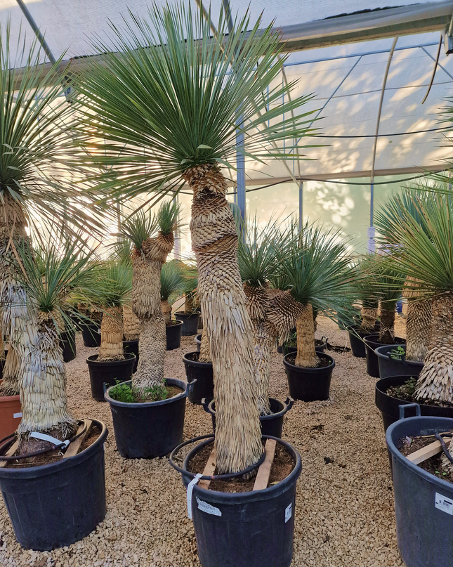 Yucca rostrata - tronc de 120 à 140 centimètres