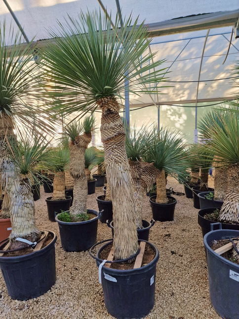 Yucca rostrata - tronc de 120 à 140 centimètres