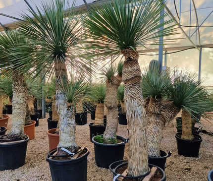 Yucca rostrata - tronc de 120 à 140 centimètres