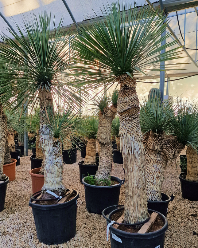 Yucca rostrata - tronc de 120 à 140 centimètres