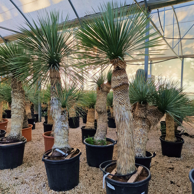 Yucca rostrata - tronc de 120 à 140 centimètres